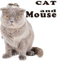 Cat and Mouse (PS 7-8)