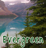 Evergreen (PS 7-8)